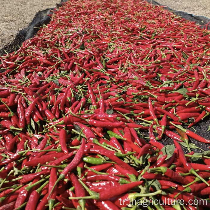 Toptan Otlar aromalı sichuan darı biber aroması taze
